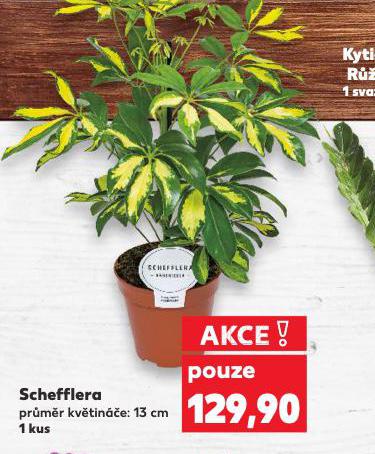 SCHEFFLERA