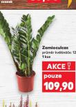 ZAMIOCULCAS