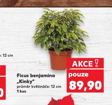 FICUS BENJAMINA