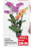 ORCHIDEA PHALAENOPSIS