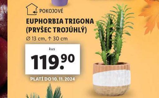 EUPHORIA TRIGONA