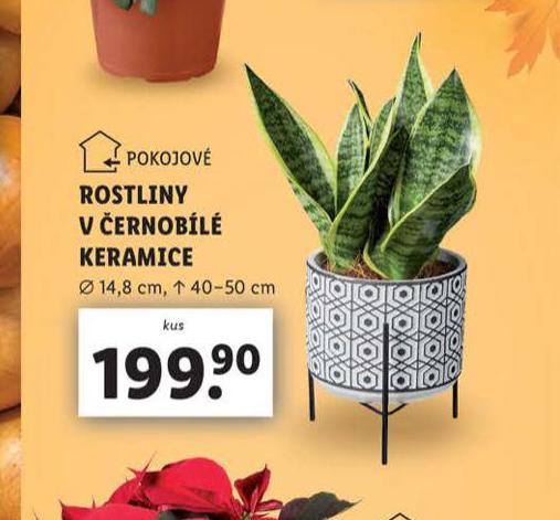 ROSTLINY V ERNOBL KERAMICE