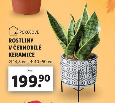 ROSTLINY V ERNOBL KERAMICE