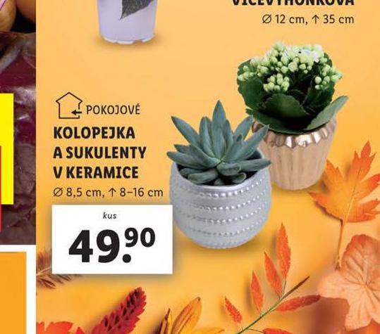 KOLOPEJKA A SUKULENTY V KERAMICE