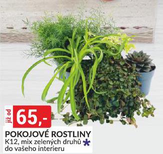 POKOJOV ROSTLINY