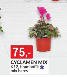 CYCLAMEN MIX