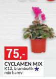 CYCLAMEN MIX