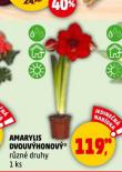 AMARYLIS 