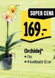 ORCHIDEJ