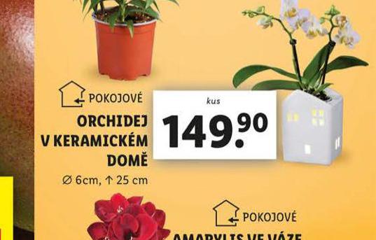 ORCHIDEJ V KERAMICKM DOM