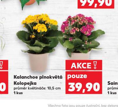 KALANCHOE