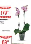 ORCHIDEA - PHALAENOPSIS