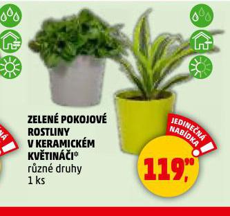 ZELEN POKOJOV ROSTLINY