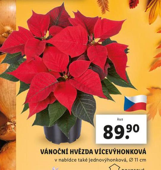 VNON HVZDA VCEVHONOV