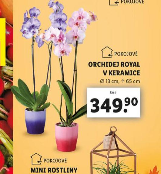 ORCHIDEJ ROYAL V KERAMICE