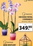 ORCHIDEJ ROYAL V KERAMICE