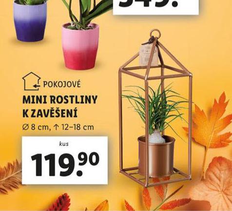 MINI ROSTLINY K ZAV̊EN