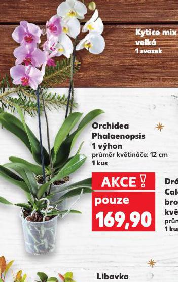 ORCHIDEA - PHALAENOPSIS