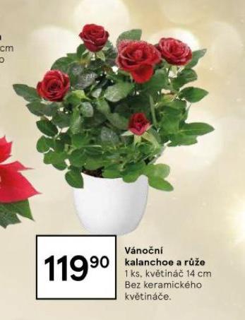 VNON KALANCHOE A RَE