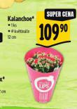 KALANCHOE