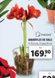 AMARYLIS VE SKLE