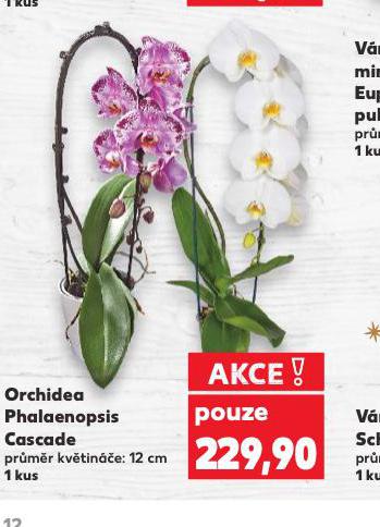 ORCHIDEA - PHALAENOPSIS