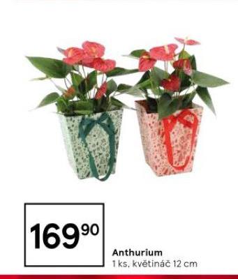 ANTHURIUM