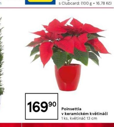 POINSETTIA