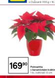 POINSETTIA