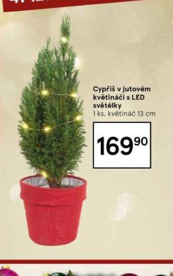 CYPI V JUTOVM KVTINI S LED SVTLKY