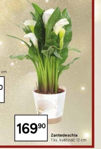 ZANTEDESCHIA