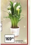 ZANTEDESCHIA