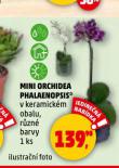 MINI ORCHIDEA