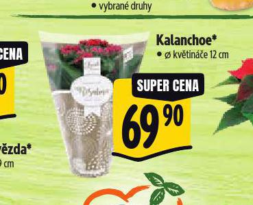 KALANCHOE