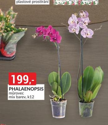 PHALAENOPSIS