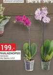 PHALAENOPSIS