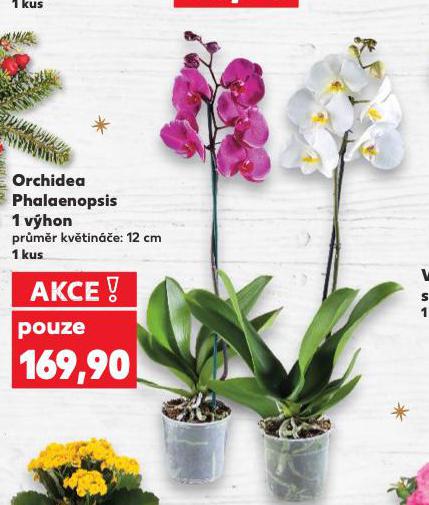 ORCHIDEA - PHALAENOPSIS