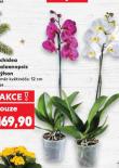 ORCHIDEA - PHALAENOPSIS