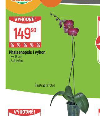 ORCHIDEA - PHALAENOPSIS