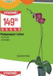 ORCHIDEA - PHALAENOPSIS