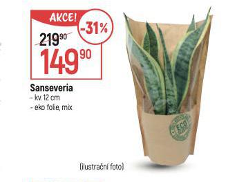 SANSEVERIA