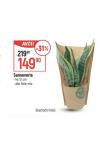 SANSEVERIA