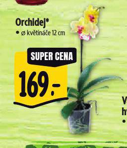 ORCHIDEJ