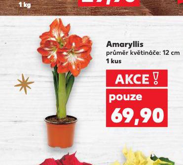 AMARYLLIS