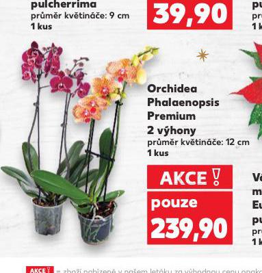 ORCHIDEA PHALAENOPSIS