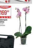 ORCHIDEA - PHALAENOPSIS