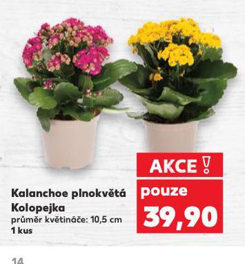 KALANCHOE PLNOKVT KOLOPEJKA