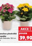 KALANCHOE PLNOKVT KOLOPEJKA