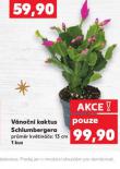 VNON KAKTUS SCHLUMBERGERA