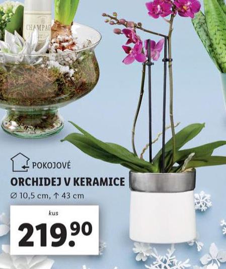 ORCHIDEJ V KERAMICE